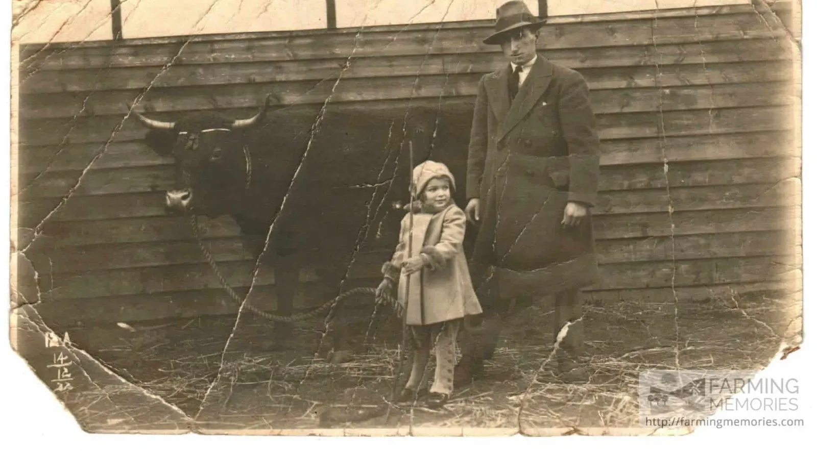 Old photograph of a man in a hat and coat and a small girl standing beside a bullock, in front of a wooden barn.