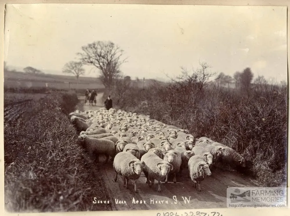 Black-and-white photograph of a farmer driving a large flock of sheep along a hedged lane.