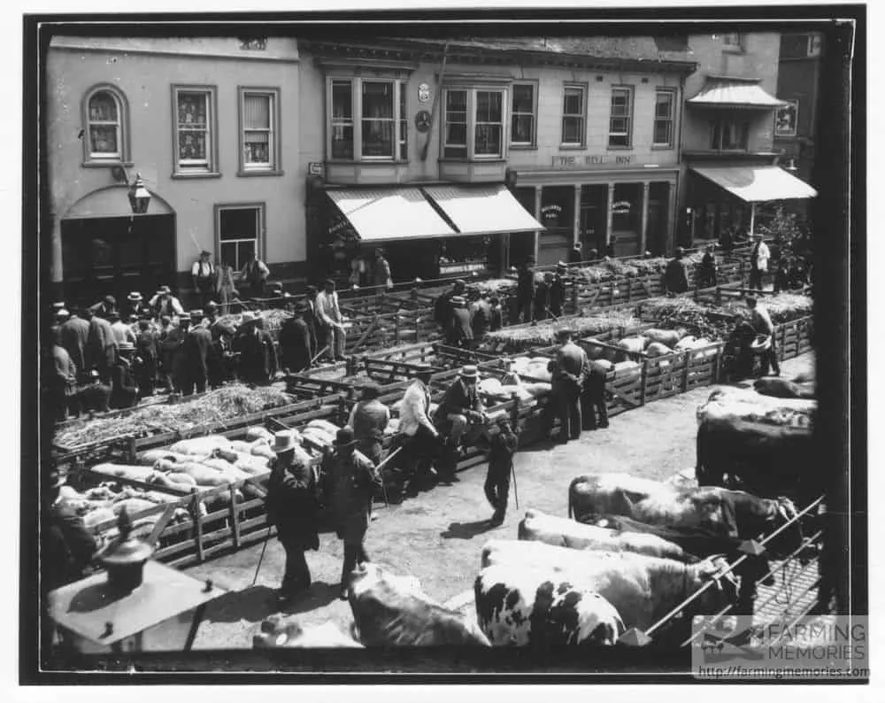 Black-and-white photograph of a busy livestock market in a town square, with pens of animals and shops behind.